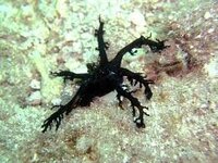 この黒い海藻の様な生物の詳細を教えてください 画像あり ウミシダですね Yahoo 知恵袋