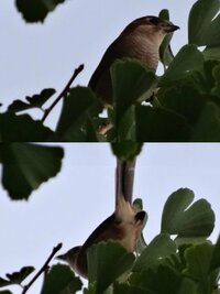 庭に鳥がいました けけけけけけけと高速で鳴いています これはヒヨドリ Yahoo 知恵袋