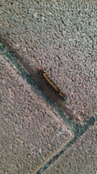 この毛虫は何の幼虫でしょうか 3cm前後で黒字にオレンジ色の線 Yahoo 知恵袋