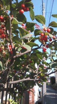 赤い実の成る背の低い木です 高さ50cmくらいで固そうな赤い小さな実のつ Yahoo 知恵袋