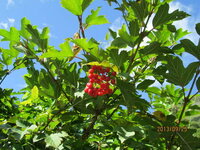 この赤い実のなる木の名前を教えてください 昨日 登山道の脇で見 Yahoo 知恵袋