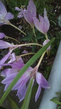 地面から生える薄紫色の花 これは何ですか？
他の植物の葉が写ってしまいました。