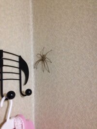たすけて 特大サイズのクモがいます T T 帰宅したら 部屋に大きなク Yahoo 知恵袋