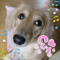 犬が仰向けになって寝ているのは暑いから と聞いたことがあるのですが本当でしょ Yahoo 知恵袋