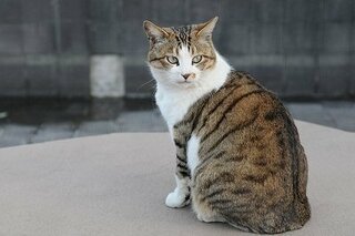 この猫はなんという猫ですか トラ猫とか三毛猫とかそういう呼称でいうところ Yahoo 知恵袋