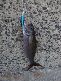 魚種を教えてください トカラ列島 宝島にてルアーで釣れました オオクチイシチビ Yahoo 知恵袋