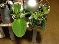 グロキシニアの元気がない 一昨日園芸店でグロキシニアを見て一目惚 Yahoo 知恵袋