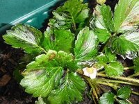 このいちご 助かりますか プランターでいちごを育てています 最近葉ダニが Yahoo 知恵袋