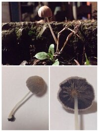 植木鉢にしめじみたいなキノコが生えました 白い茎に茶色のあたまで真ん Yahoo 知恵袋