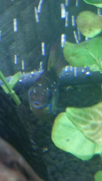 白点病が治りません 助けて下さい もう３週間も薬浴しているの Yahoo 知恵袋