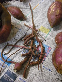 さつまいもの細長い根っこ部分は 食べられますか 今日 畑のさつ Yahoo 知恵袋