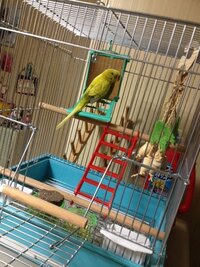 セキセイインコが懐かない 二週間ほど前に生後8ヶ月くらいのオス手乗りインコを Yahoo 知恵袋