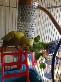 サーモスタットと保温電球について 先月から初めてのセキセイインコ8ヶ月 を飼っ Yahoo 知恵袋