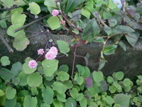 庭に咲いているピンクのボンボンのような花なのですが 名前が分かりません 分かる Yahoo 知恵袋
