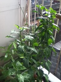 園芸初心者です 部屋の中で冬越ししたカランコエとハイビスカスをベ Yahoo 知恵袋