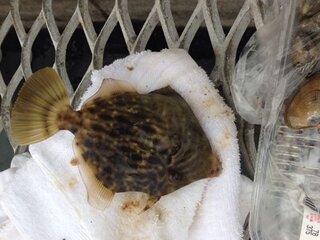 神奈川でカワハギの良型が釣れる堤防 磯はありますでしょうか 少し肌寒 Yahoo 知恵袋