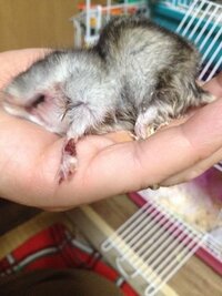 ハムスターを飼っているのですが 昨日から手を引きずっています 見た感じ Yahoo 知恵袋