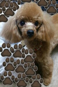 トイプードルのピーナッツとテディベアの違いがわかりません マ Yahoo 知恵袋