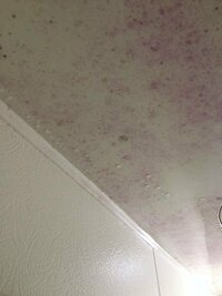 浴室天井の赤カビ対策黒カビや青カビは市販のカビ取り剤で取れるのですが 赤カビだ Yahoo 知恵袋