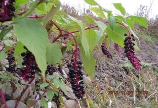 この植物の名前は何でしょうかブドウみたいな小さい実です こんに Yahoo 知恵袋