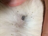 犬の体 毛の根本 にゴマを半分にした様な黒いつぶつぶが たくさんついています Yahoo 知恵袋