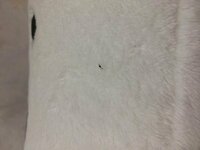 画像つきです ２ミリ程度の小さな黒い虫が部屋にいました よくみるコバ Yahoo 知恵袋