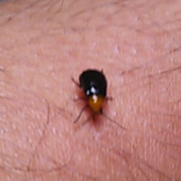 この虫は何て虫でしょうか 頭はオレンジで胴体は黒くてツヤツヤしています 8mm Yahoo 知恵袋