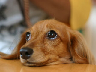 うちの犬の胸に大きなしこりというか脂肪のような硬いものがあります こ Yahoo 知恵袋