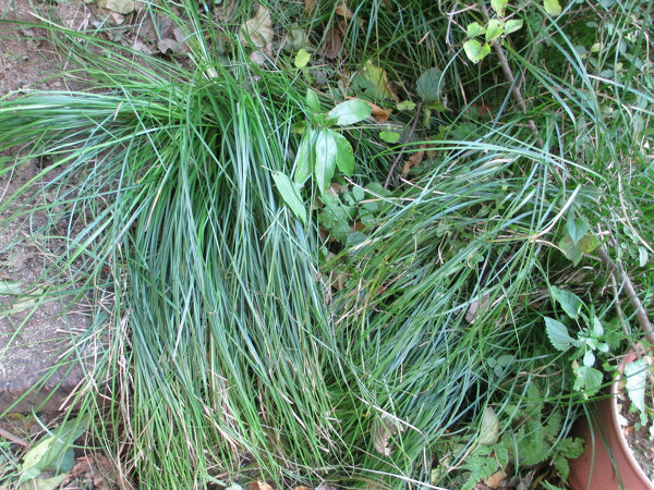 庭植物細長い名前知りたい 庭の日陰の花壇にいつの間にか生えた 緑 Yahoo 知恵袋