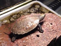 ニホンイシガメですよね ニホンイシガメですよね 千葉県千葉市か Yahoo 知恵袋