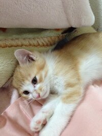 子猫を踏んでしまった 至急おねがい 私が滑ってバランスを失い子猫のポンタを Yahoo 知恵袋