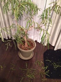 不在後の観葉植物エバーフレッシュが元気ないです 10日間ほど不在にし帰ってきた Yahoo 知恵袋