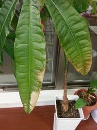 観葉植物のパキラの葉の変色についての質問です 自宅で育てている観葉植物のパキラ Yahoo 知恵袋