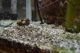 海水魚を買い始めて５か月になります ６０センチ水槽にマガキ貝を４匹 Yahoo 知恵袋