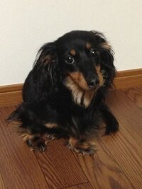 子犬の成長が止まるのは 生後何ヶ月くらいですか うちのミニチュアダックスがス Yahoo 知恵袋