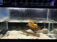 ガーは飼育禁止になってるんでしょうか 何故 電気ウナギとかもダメ Yahoo 知恵袋