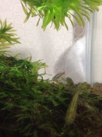 アカヒレは苔を食べますか 我が家のアカヒレがウィローモス付き流木をこ Yahoo 知恵袋