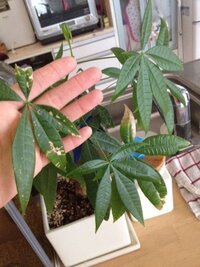 パキラの水やりは季節に関係なく １ヶ月に１回程度で良いのですか Yahoo 知恵袋