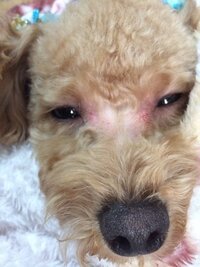 愛犬をトリミングに出したところ トリミング台から落下し 死亡しまし Yahoo 知恵袋