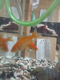 金魚の病気 けが についてです 身体に横一線でポツポツとニキビなのか何なの Yahoo 知恵袋