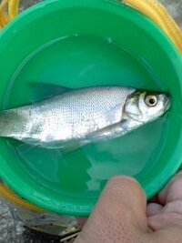 大堀川等で釣りをよくします 昨年は振り出し棒で頑張り フナ 鯉 ワタカ ハゼの Yahoo 知恵袋