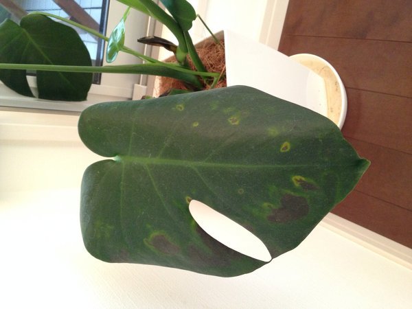 モンステラの葉っぱがこんな感じになったんですが病気でしょうか