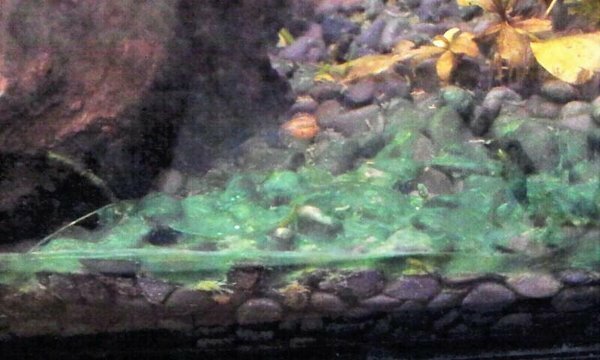 水槽内に青緑の膜のようなものがあります いったいこれは何なんですか わかる方 Yahoo 知恵袋