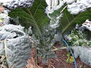 この野菜は何でしょう 教えてください 昨年秋に園芸店で苗を買って畑に植え Yahoo 知恵袋