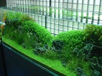 水草水槽についてです水草水槽はほとんどがソイルを使用しますが仮にパールグラスが Yahoo 知恵袋