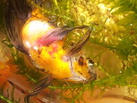 金魚のお腹が膨らみひっくり返っています 金魚について ６年間飼っている金 Yahoo 知恵袋