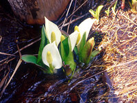 これは水芭蕉の花 水 Yahoo 知恵袋