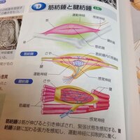 筋紡錘と腱紡錘って結局何なんですか 図表見てもさっぱりです 筋 Yahoo 知恵袋