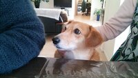 犬がテーブルの上にあったハムを勝手に食べていました 3枚も食べて Yahoo 知恵袋