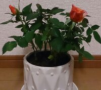 ミニバラの冬越し 教えてください 鉢植えのミニバラの冬越しを Yahoo 知恵袋